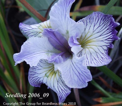 pci seedling 2006_09